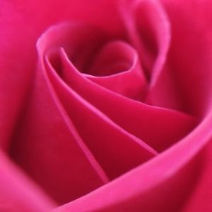 Meet your Posher, Meghan